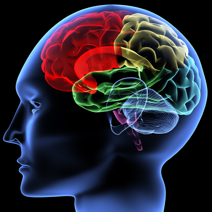 picture of brain